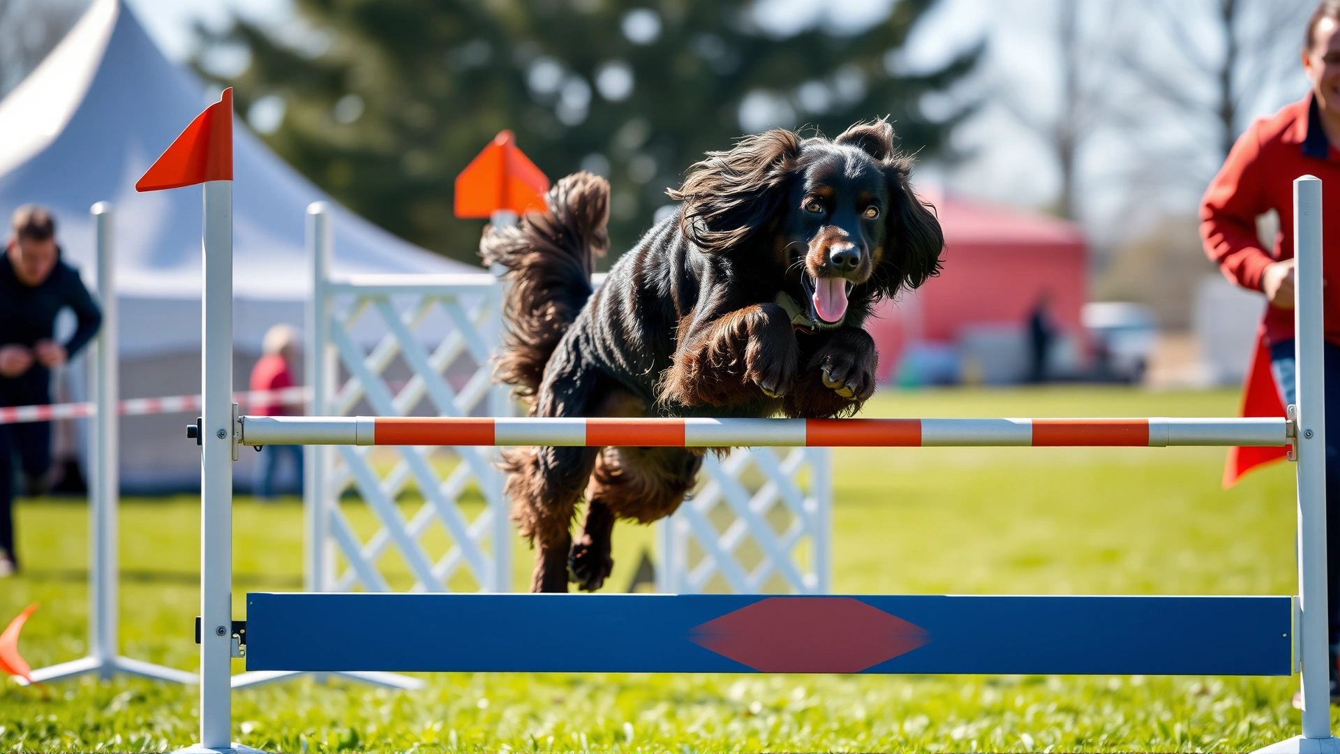 Irish Water Spaniel mid-jump over an agility hurdle with handler running alongside, bright outdoor course