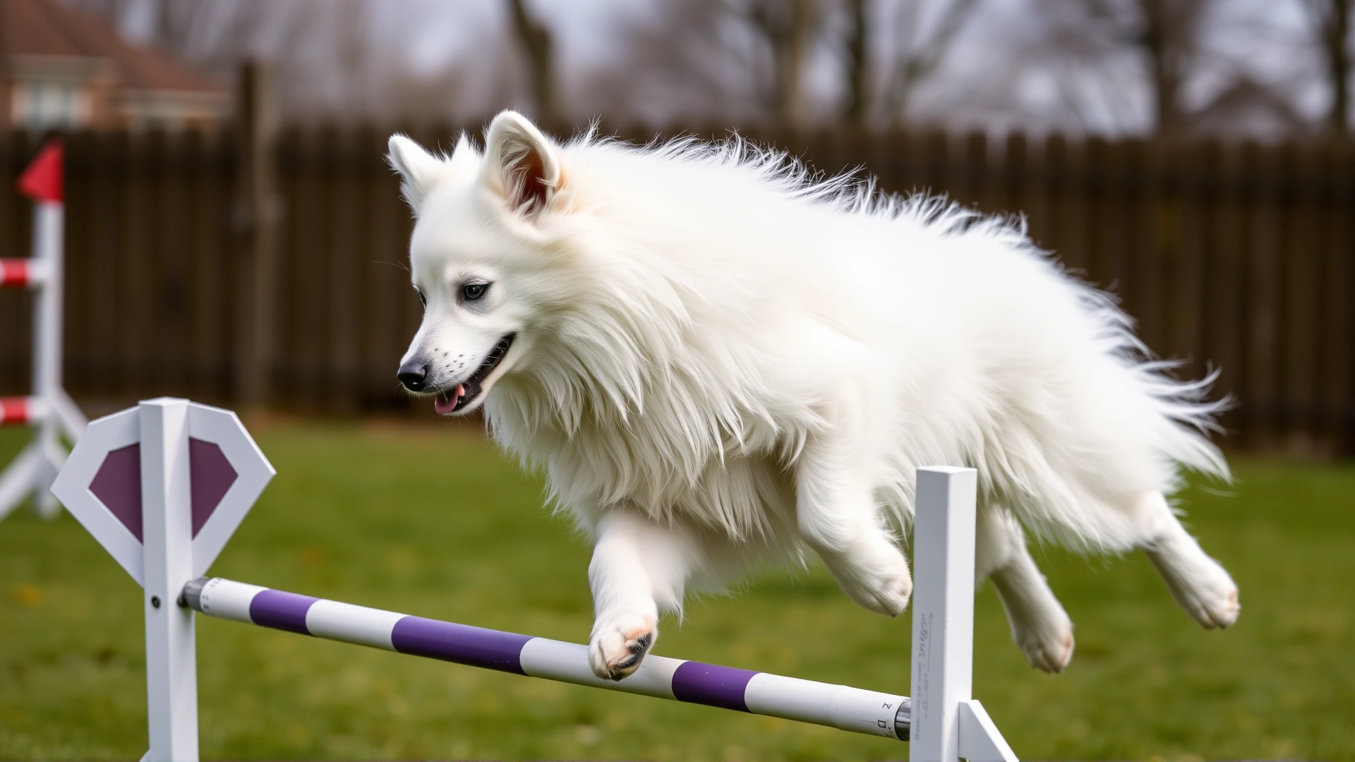 An American Eskimo Dog performing an agility jump in a training yard, fur gleaming white