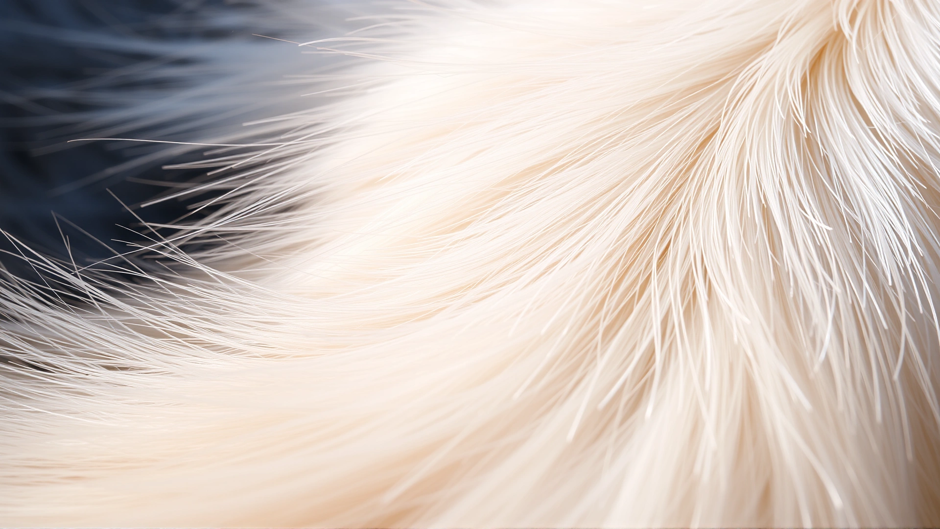 Close-up macro photo of the silky fur texture on a Turkish Angora’s tail, highlighting individual hairs and subtle shading in natural daylight.