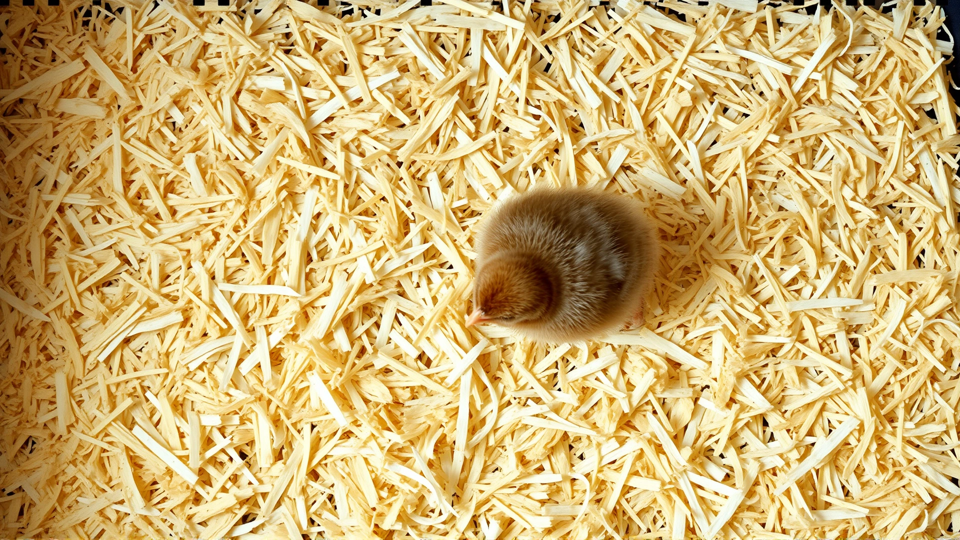 Top view of clean pine shavings spread evenly inside a brooder with a single curious chick scratching around