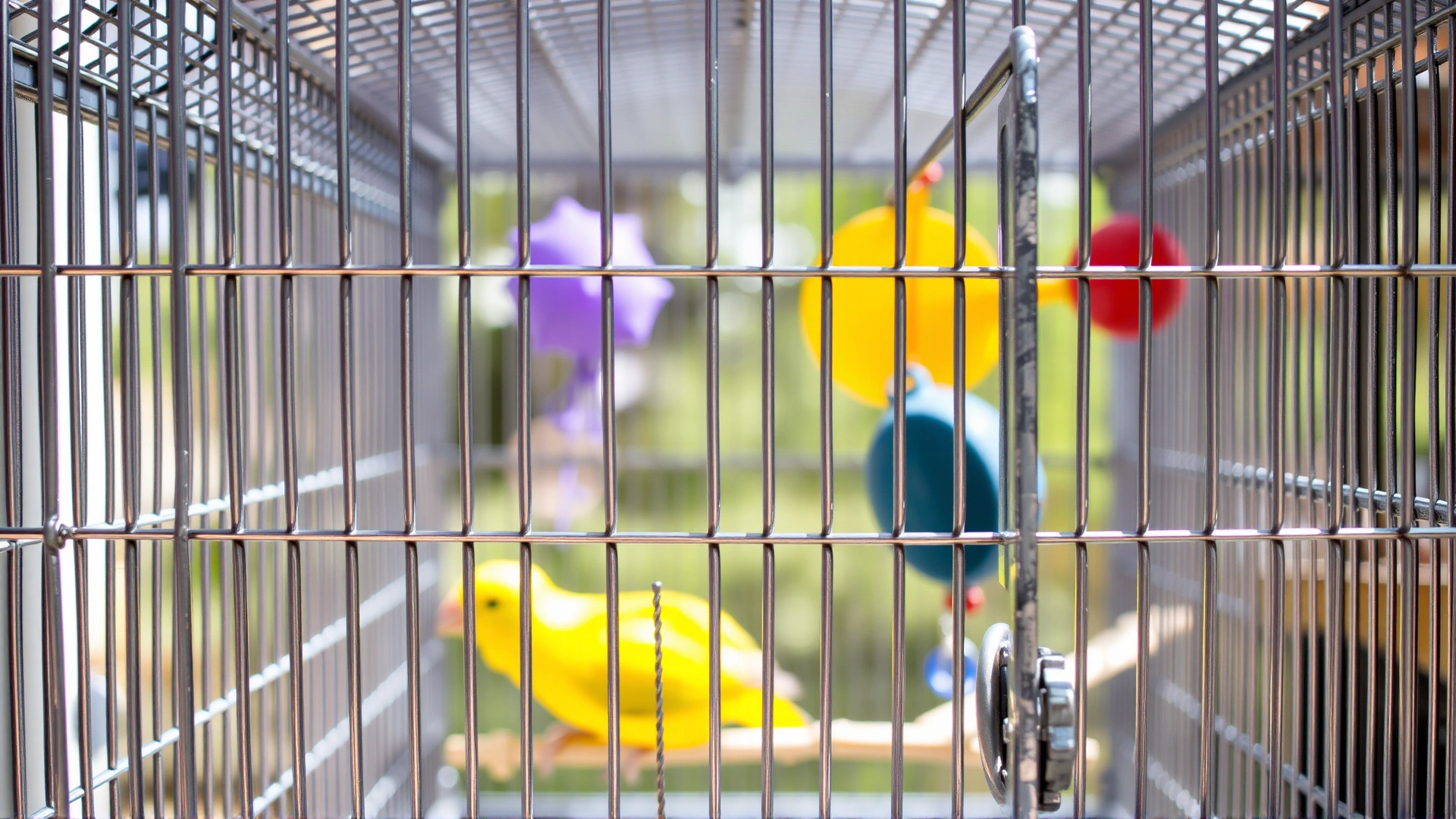 Close-up photo of a spacious stainless steel bird cage with open door and colorful accessories inside, shot in bright natural light.