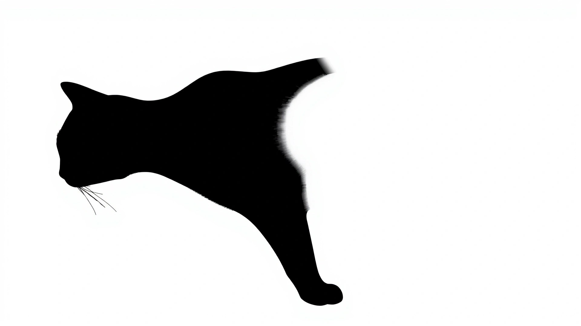 Minimalistic illustration of a female cat silhouette with subtle highlighting of the abdominal area, no text or labels.
