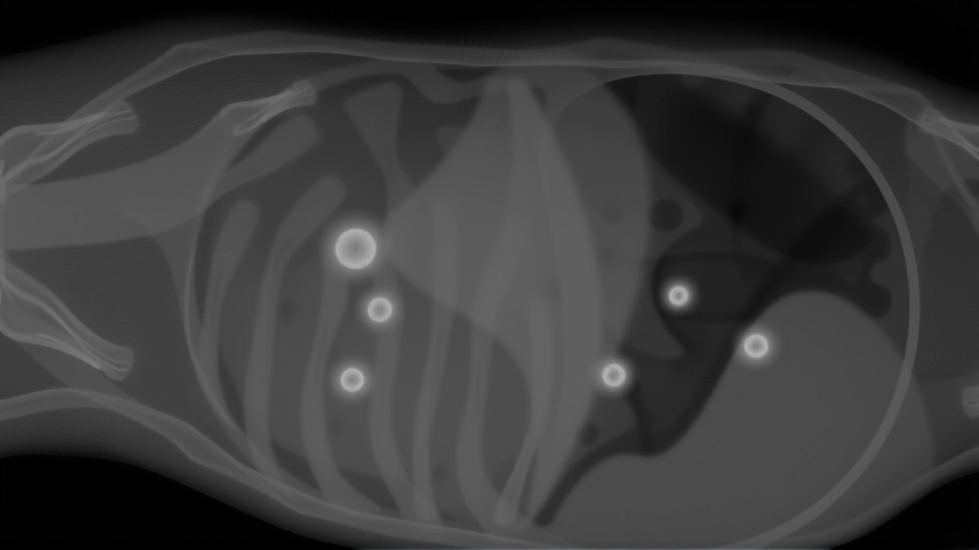 Lateral chest X-ray of a domestic cat showing multiple small white mineralized spots within the lung fields, clinical radiograph style, high contrast, grayscale.