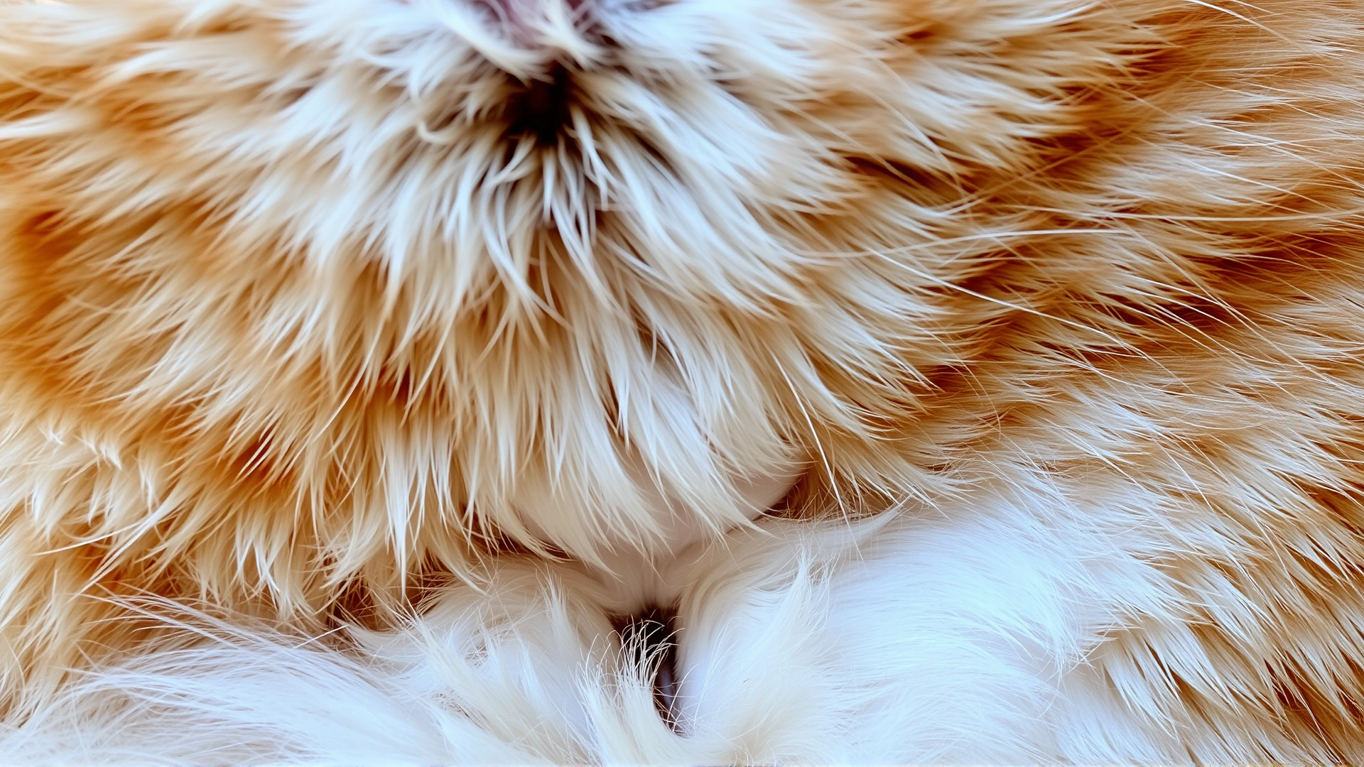 Macro shot of a cat's belly fur and skin illustrating the texture and slight sag of the primordial pouch.