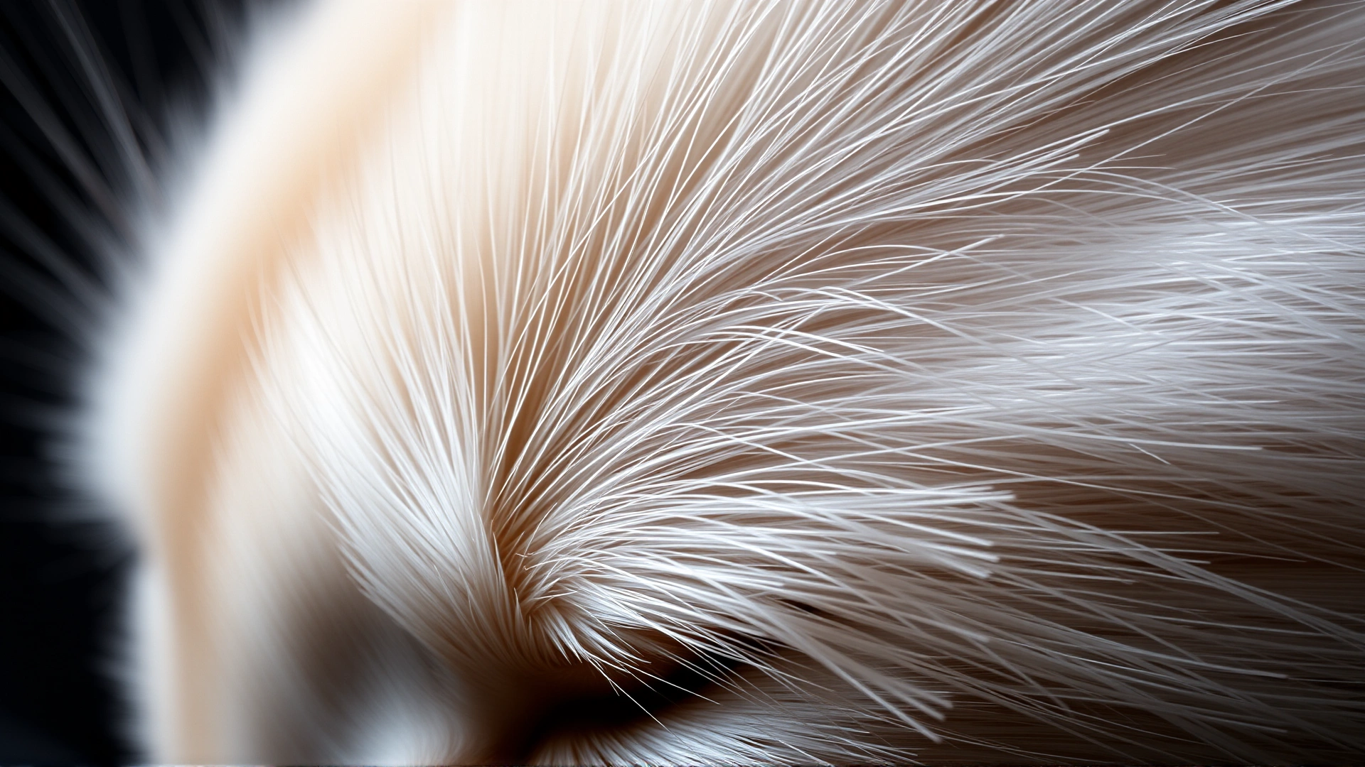 Macro close-up of Burmilla silver tipped fur showing the shimmering gradient from white to dark tips, high detail