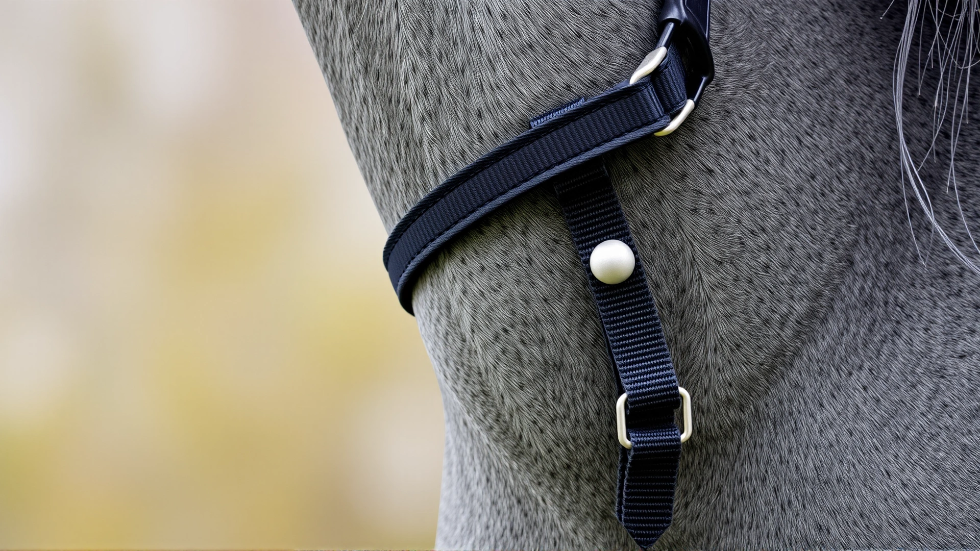 Close-up of a black anti-cribbing collar properly fitted around the neck of a gray horse, no visible logos or text