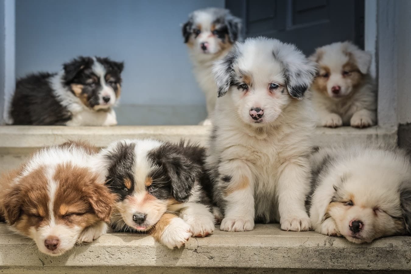 Existing Unsplash photo of a close-up portrait of an inquisitive mixed-breed puppy looking up with bright eyes; emphasizes natural curiosity