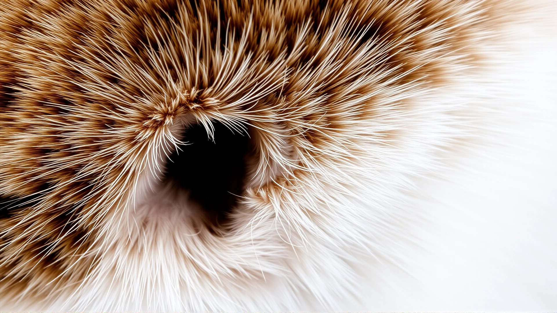 Macro shot of a healthy cat’s ear canal entrance with fine fur details, neutral background, demonstrates what a normal ear looks like.