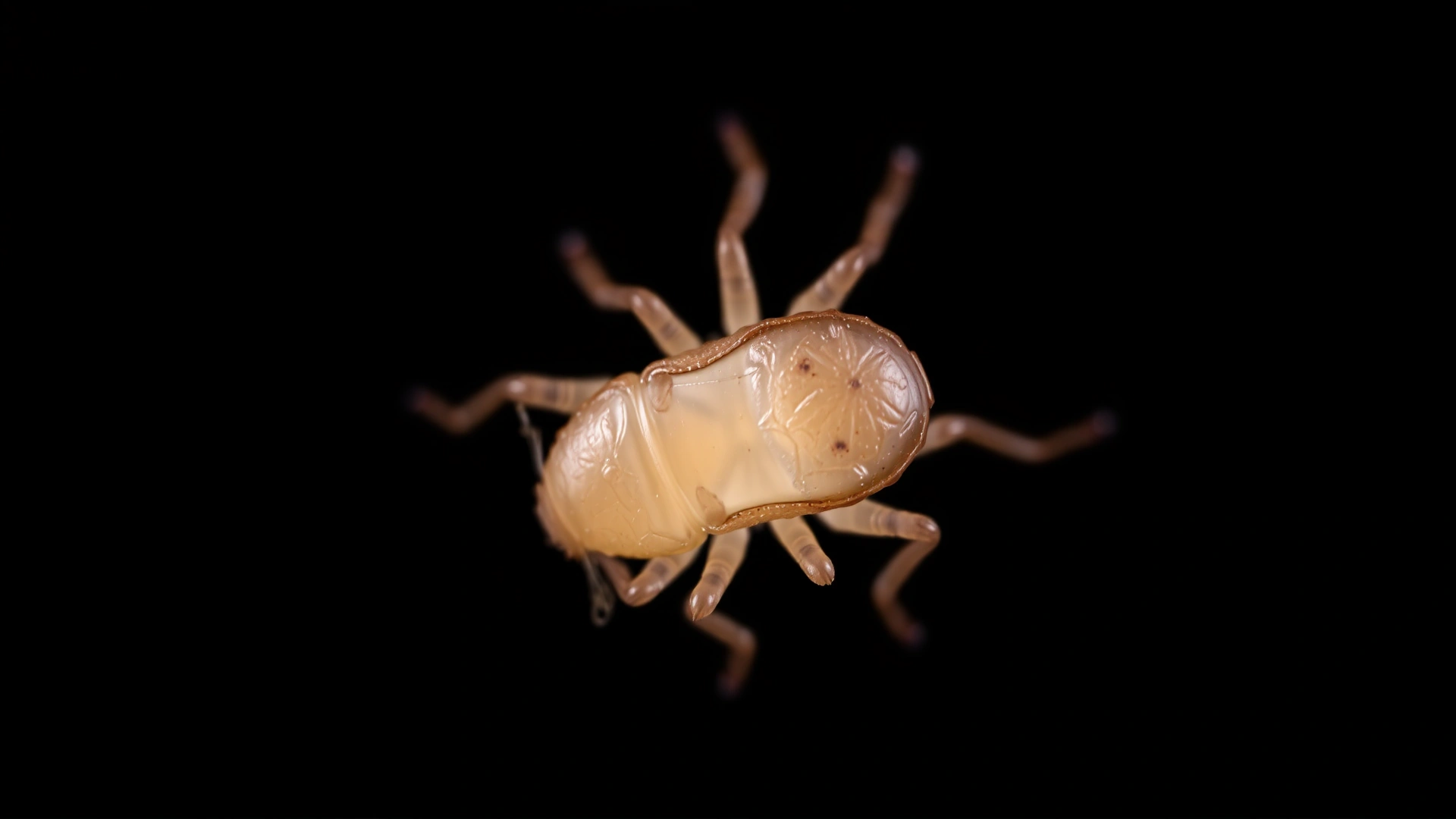 Macro photograph of an ear mite (Otodectes cynotis) on a dark background to highlight its small, translucent body.