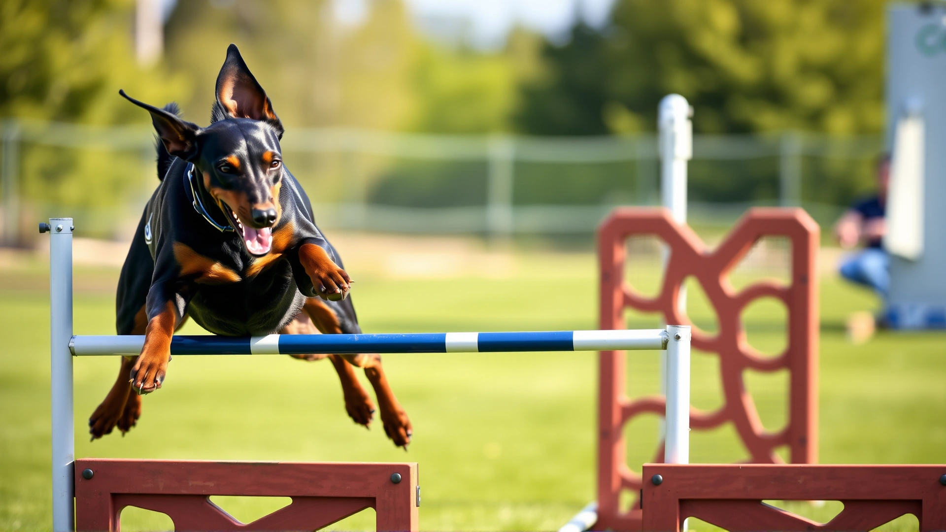 German Pinscher captured mid-air while jumping over an agility hurdle in an outdoor training course.