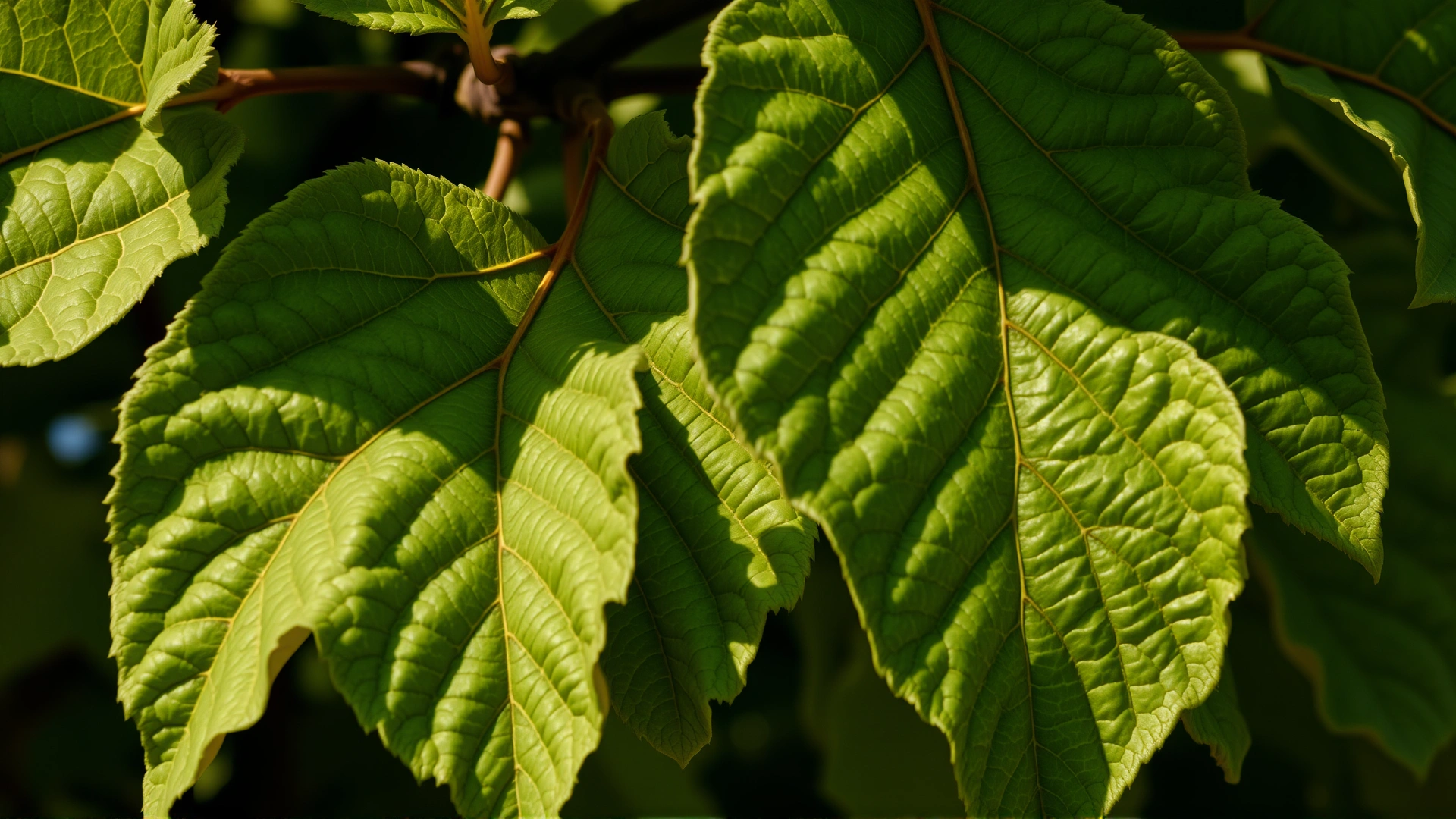 Close-up of fig tree leaves in daylight, highlighting texture and detail, no text.