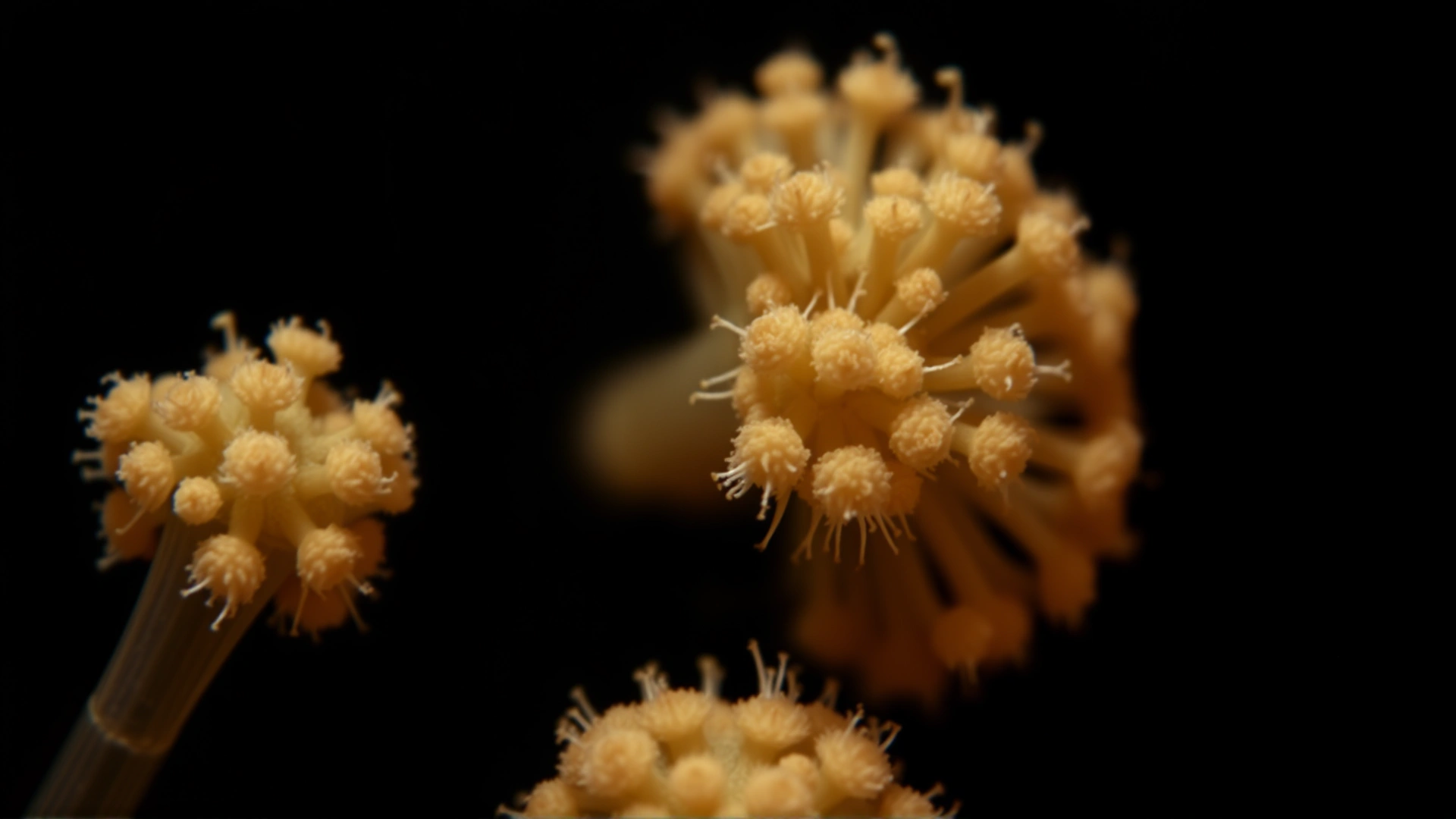 Macro photograph of Aspergillus fungal spores under a microscope, showing detailed spore structures on a dark contrasting background.