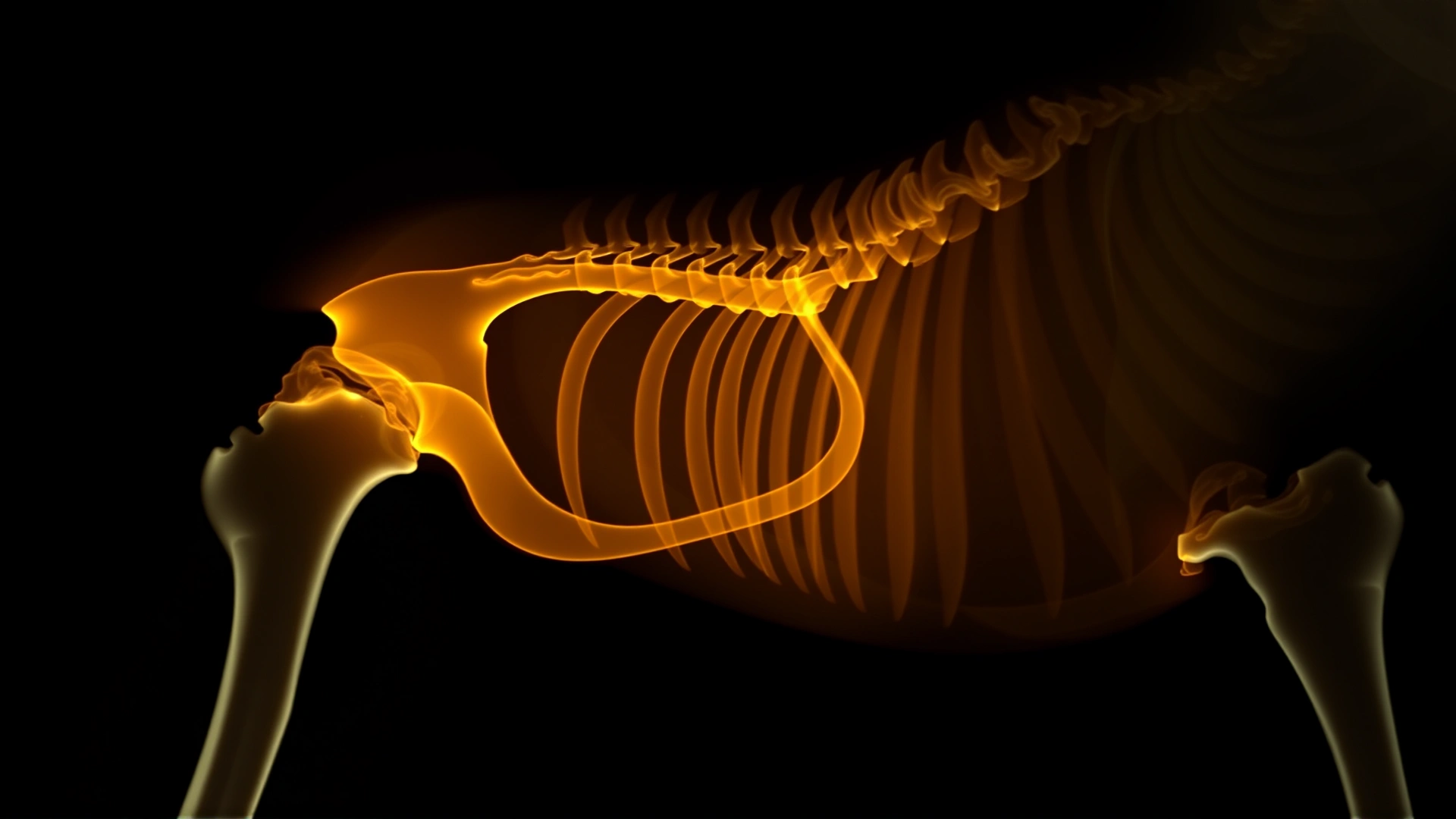 X-ray image of a canine pelvis showing a healthy hip joint for comparison, high-resolution medical imaging