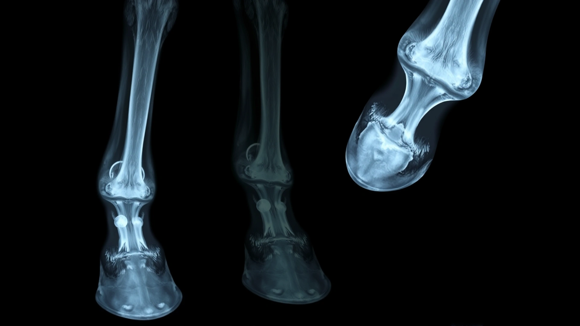 Digital X-ray image of a horse’s hoof showing a circular keratoma lesion pressing into the coffin bone, monochrome radiograph style.