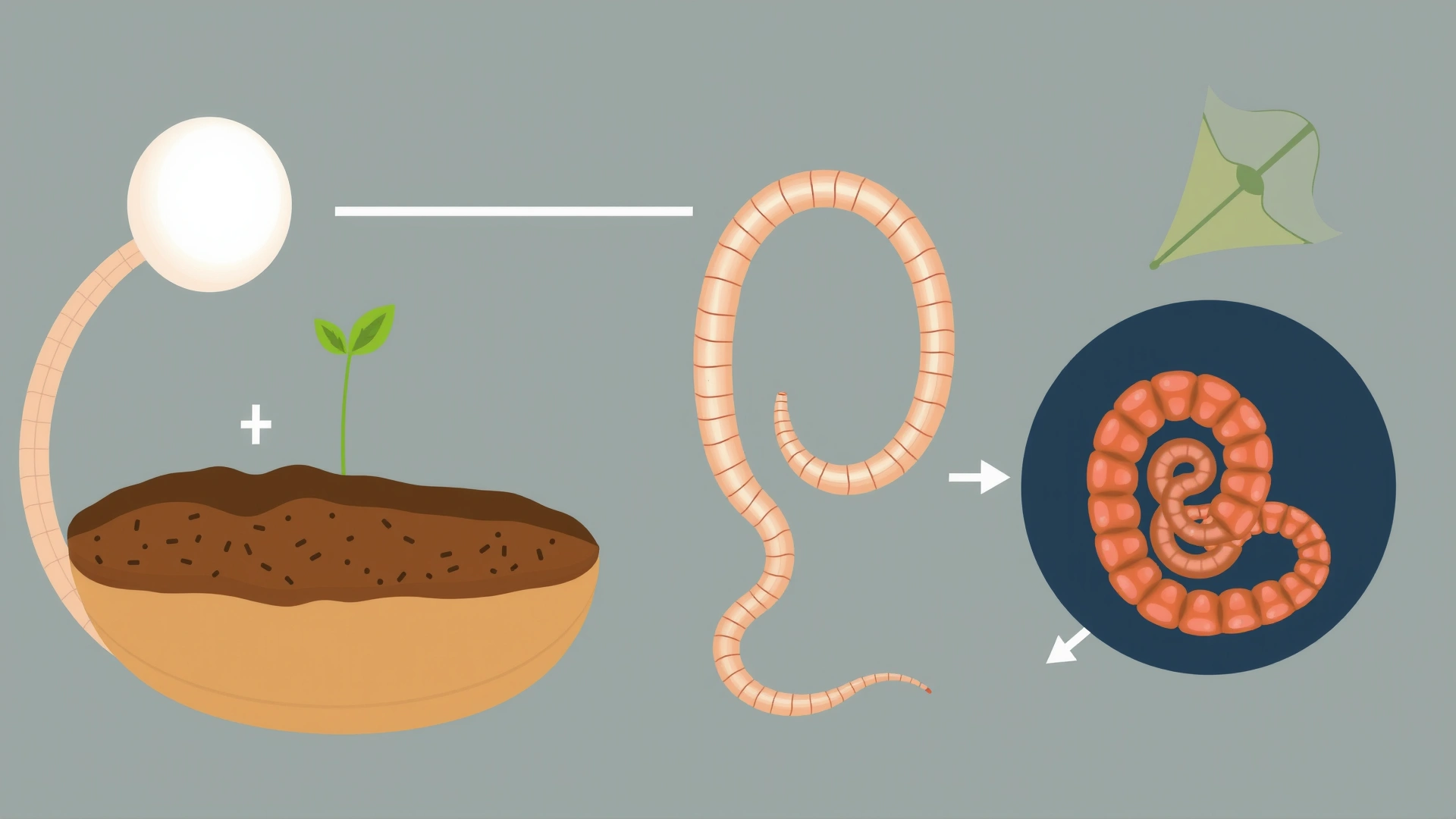 Simplified illustration of the whipworm life cycle showing egg in soil, larva inside a cat intestine, and adult worm in the colon, no text, clean vector style