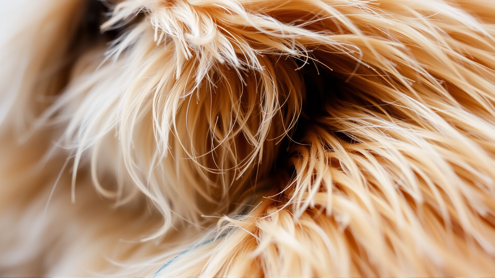 Macro shot of tangled, matted fur on a long-haired cat highlighting grooming issues, high detail.