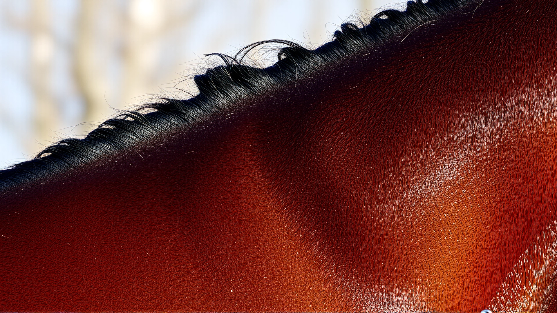 Close-up shot of an Akhal-Teke horse's neck and shoulder showing the shimmery metallic sheen of its coat under natural light