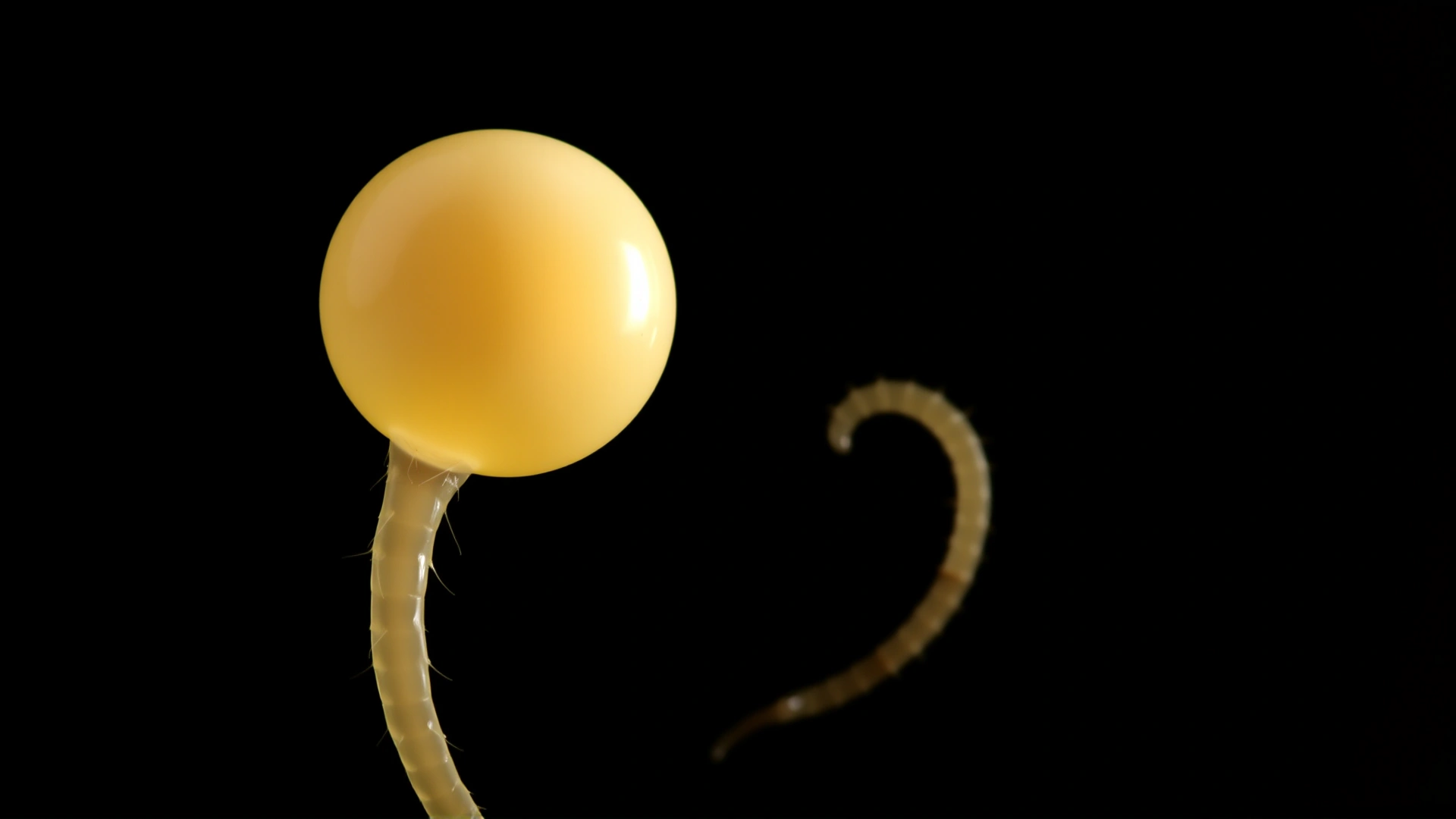 High-resolution microscope view of a round parasitic worm egg, dark background.