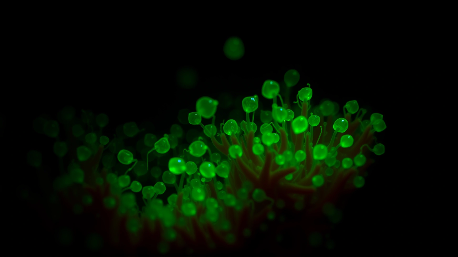 Microscopic view of Trichophyton mentagrophytes fungal spores under a Wood's lamp, glowing green, scientific style, on dark background