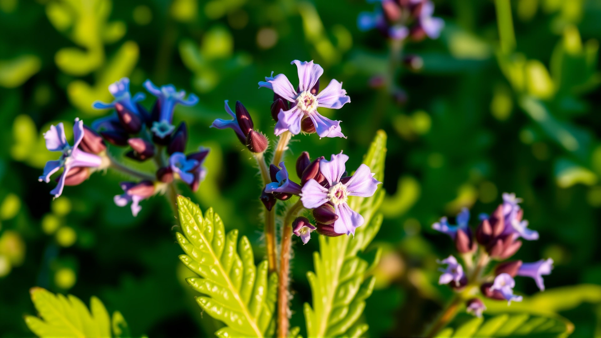 Macro shot of blooming pennyroyal plant with purple flowers and green leaves in a garden setting, clear detail.