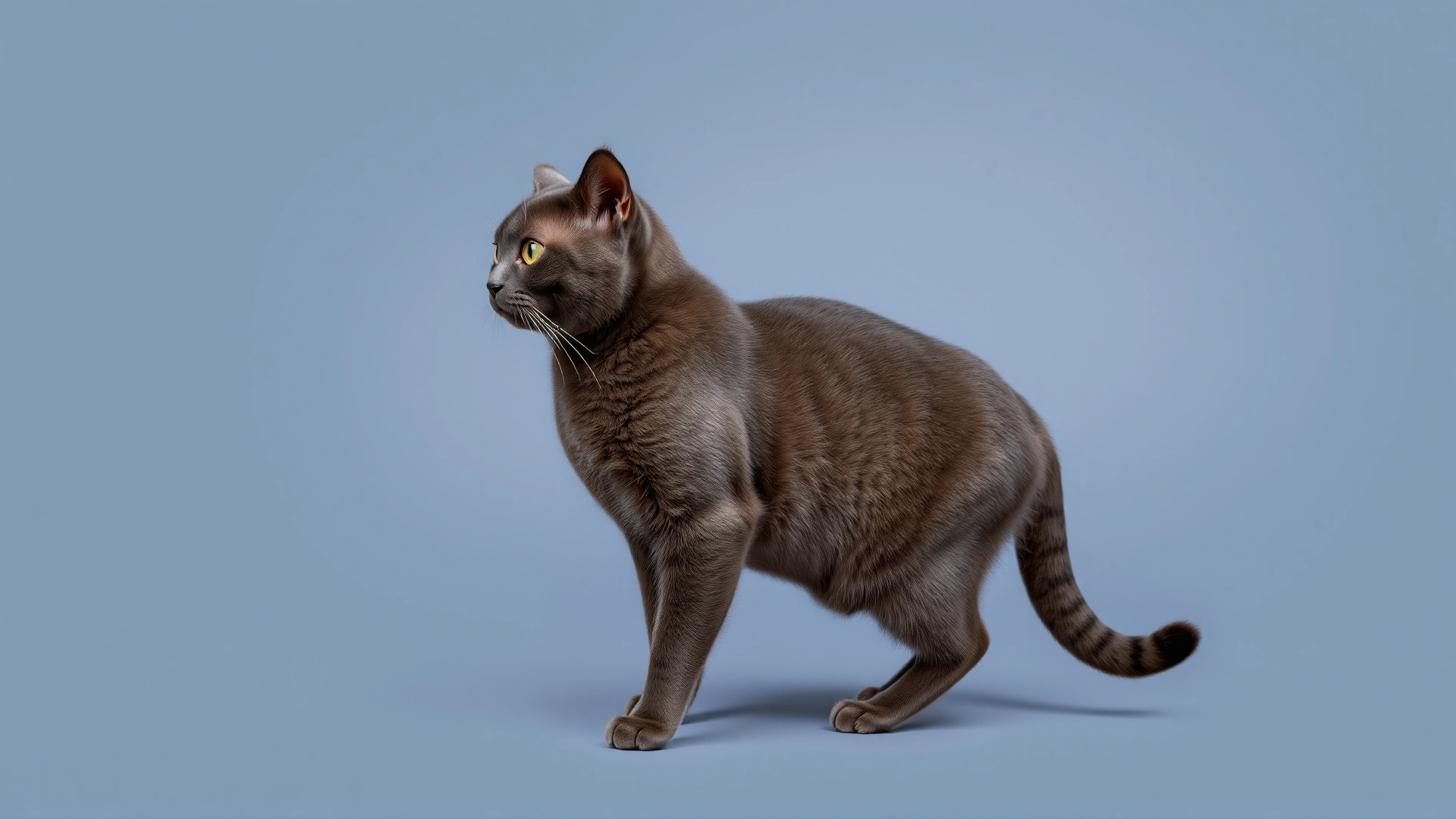 Studio shot of a Chartreux cat standing sideways to display its muscular build and plush double coat, neutral grey background