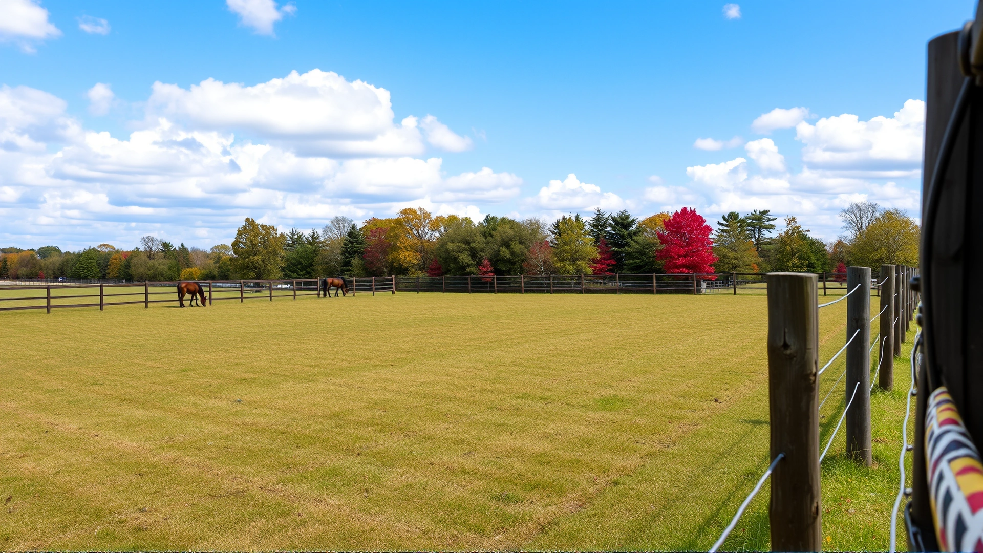 Fenced pasture with no trees inside, red maple trees visible outside the fence line, illustrating a safe grazing environment for horses.