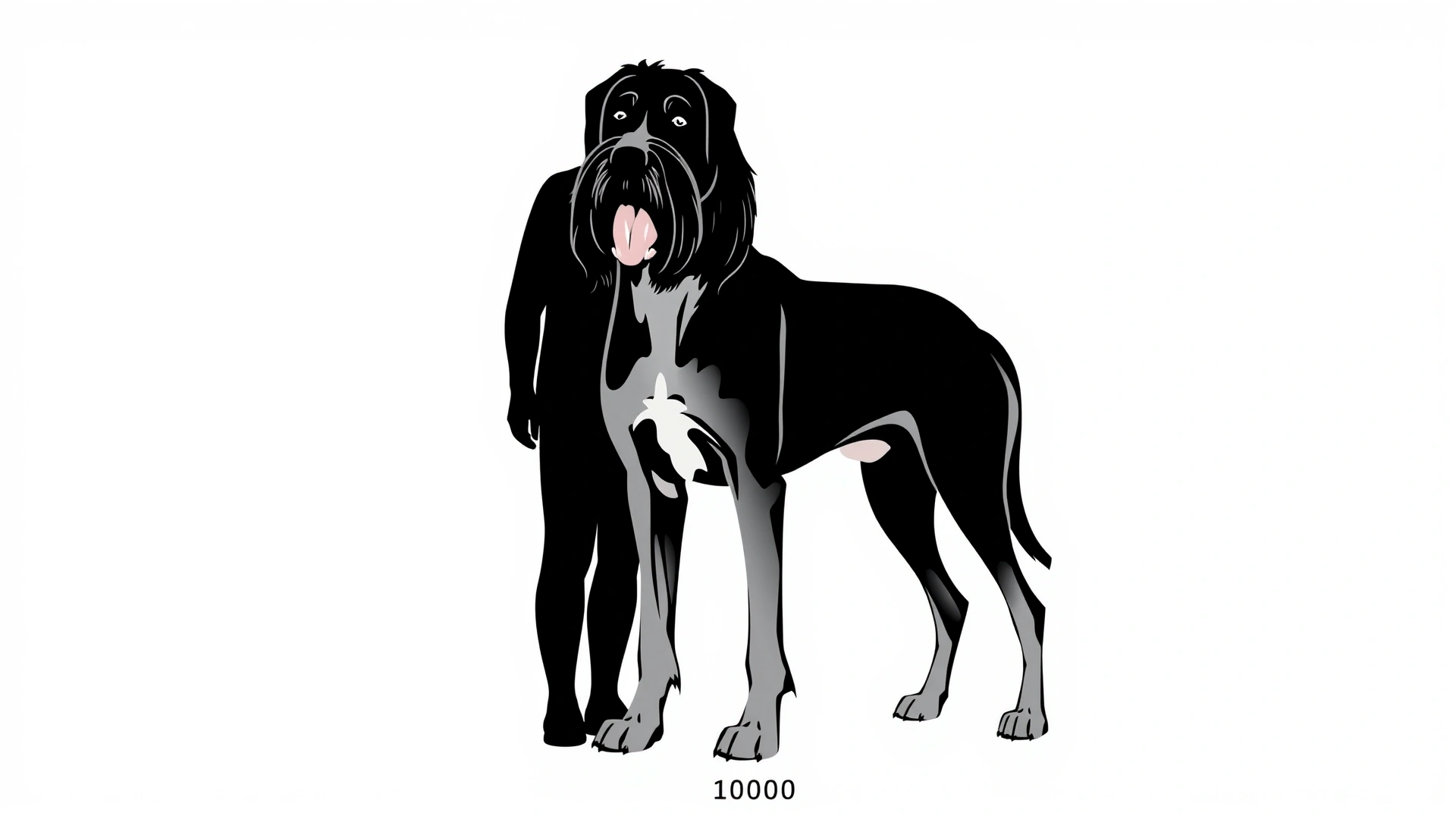 Simple infographic silhouette of a Bracco Italiano standing next to an average adult human for size comparison, clean flat style on white background.