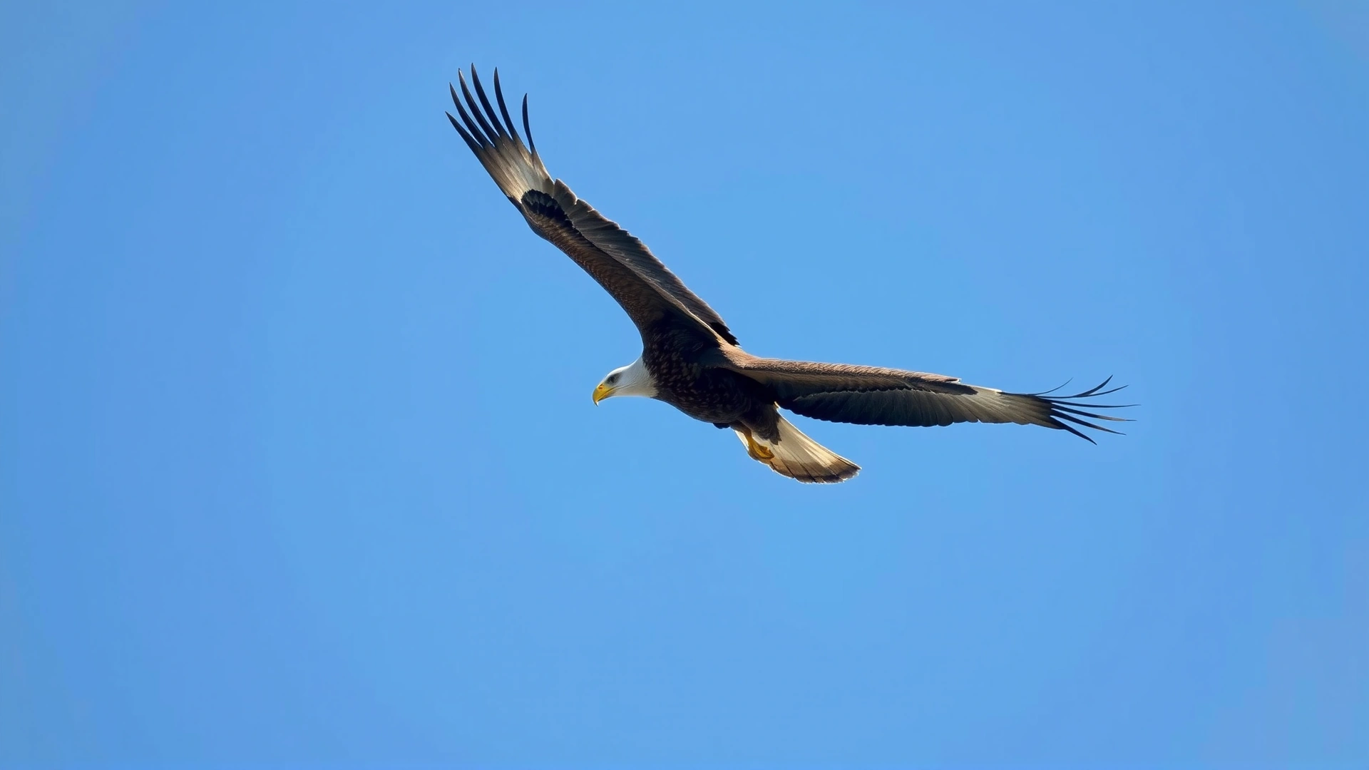 Dramatic image of an eagle soaring across a clear blue sky with wings fully extended, captured from below