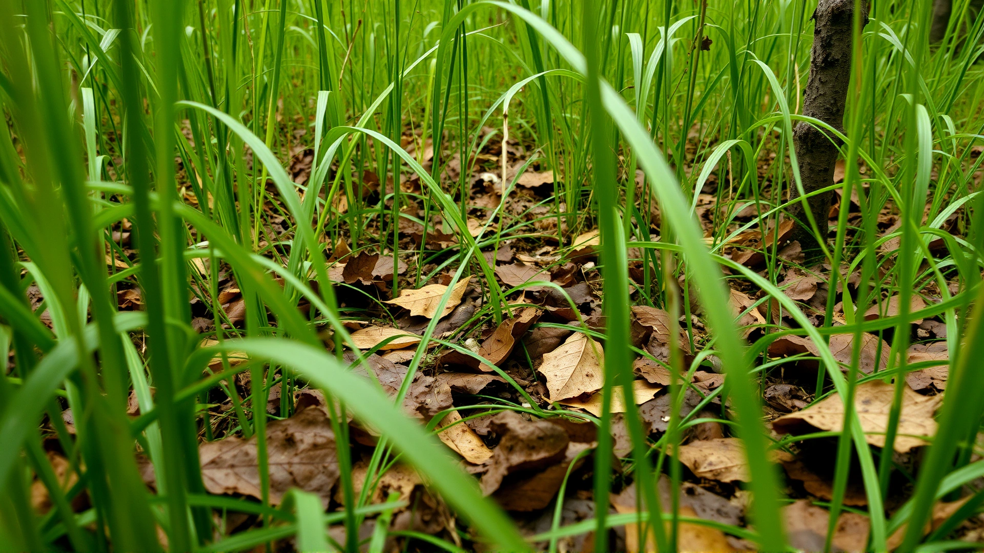 Ground-level shot of tall grass and fallen leaves in a humid woodland, representing tick habitat