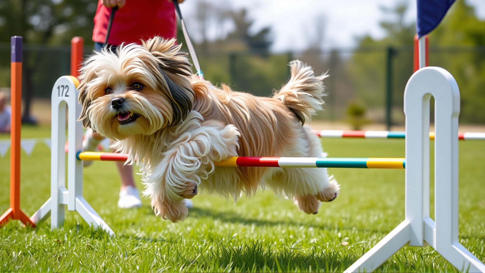 Havanese dog gracefully maneuvering through a small agility course jump with a handler beside, outdoor setting, bright and energetic.
