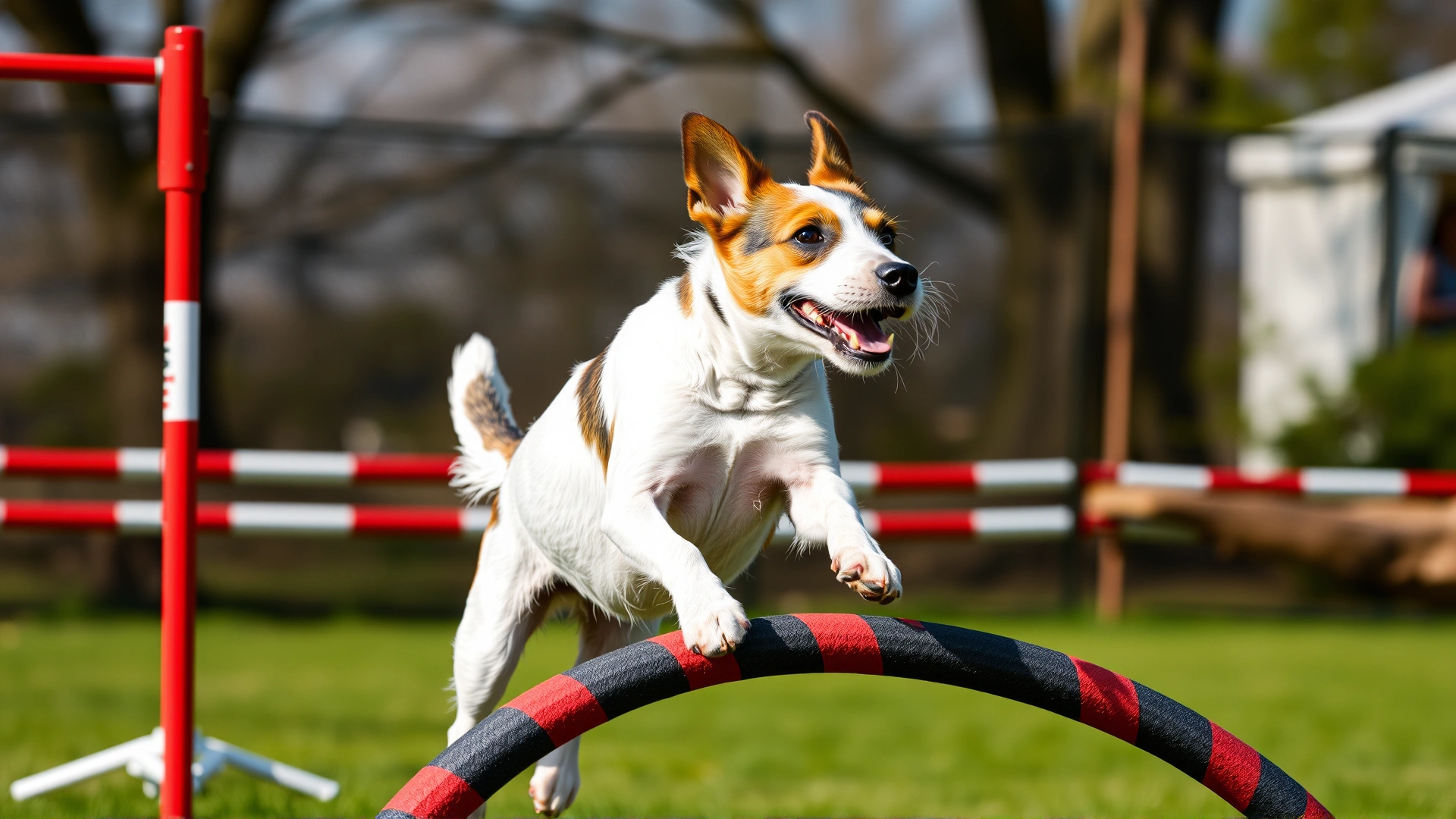 A Russell Terrier performing agility training, jumping over an obstacle in an outdoor course