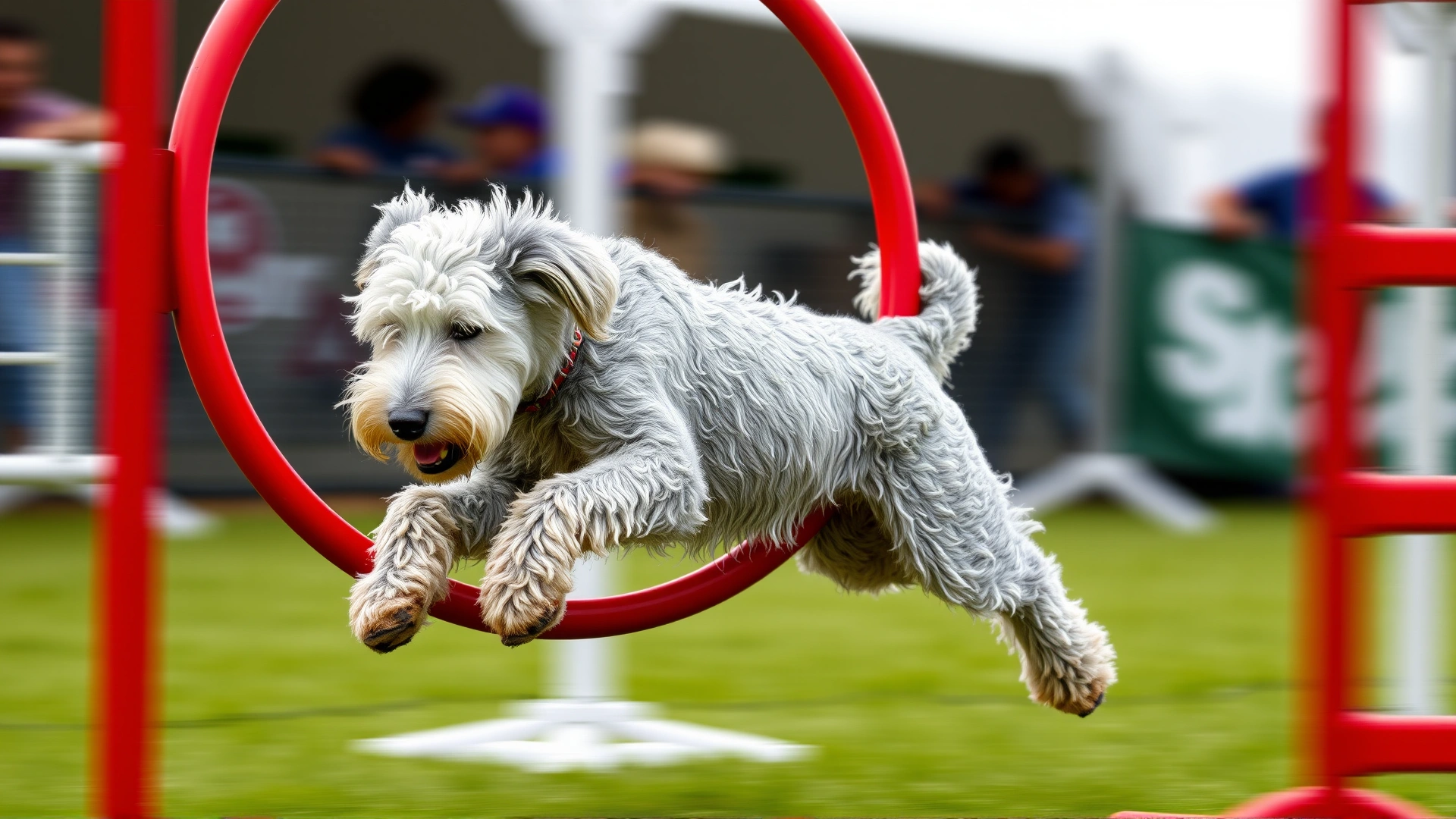 Spanish Water Dog navigating an agility course, jumping through a red hoop with focus and energy, blurred background for motion effect.